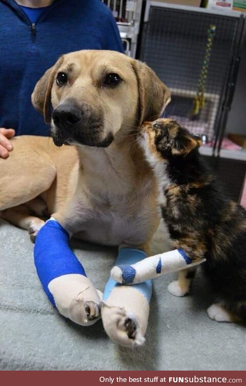 So sad After the fires in Turkey The consolation of two injured friends. Pay attention to