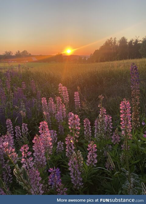 Midsummers Eve in Sweden today June 24th at 21:42 (09.42 pm). [3024x4032][OC]