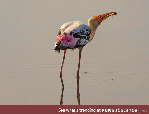 [OC] Painting Stork caught a tiny fish in shallow backwaters