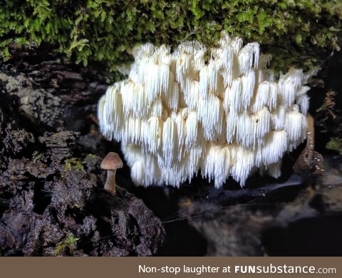 Night portrait, Lions Mane, Olympia WA USA
