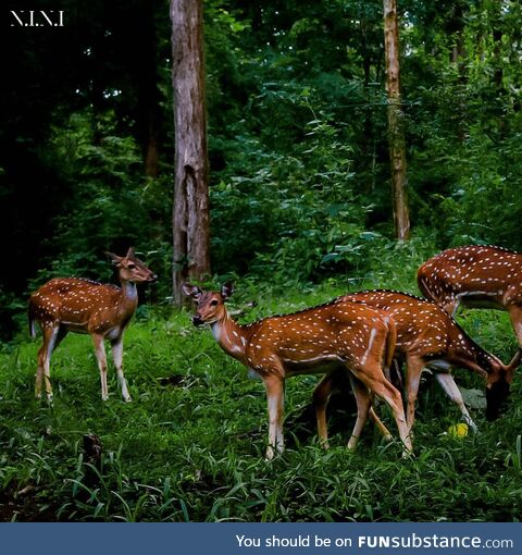 [OC] Just deers chilling