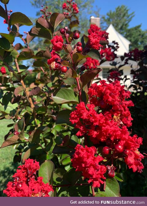 Nothing says goodbye to summer like a Crape Myrtle
