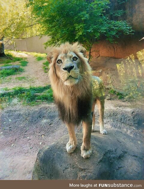 Curious lion at the Atlanta Zoo