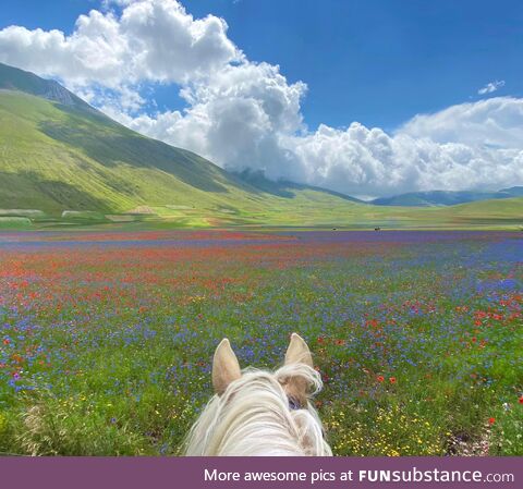 Flowering meadows on horseback in Pian Grande, Italy