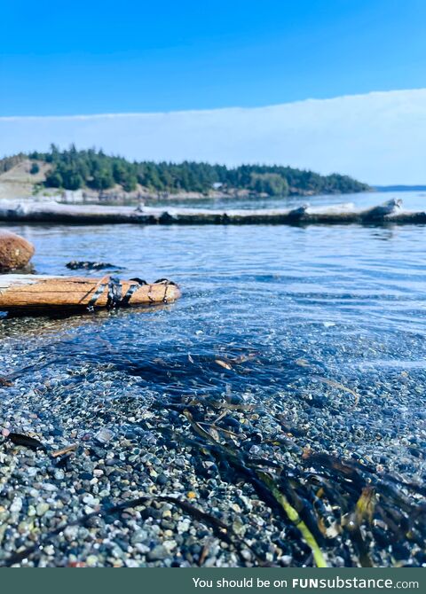 Pnw - friday harbor