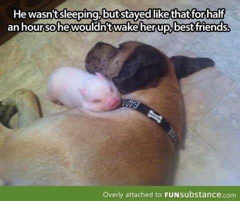 One more reason dogs are awesome