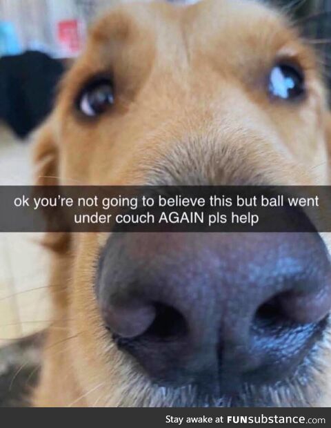 Dog doing the eyes