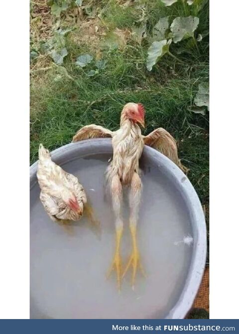 After it enjoys the bath. It's time to eat it