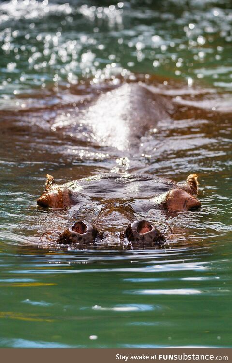 Hippo at the Cheyenne Mountain Zoo, Colorado Springs, CO US (OC)