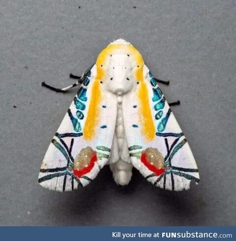 This is called a Picasso moth. Found in Northeast India