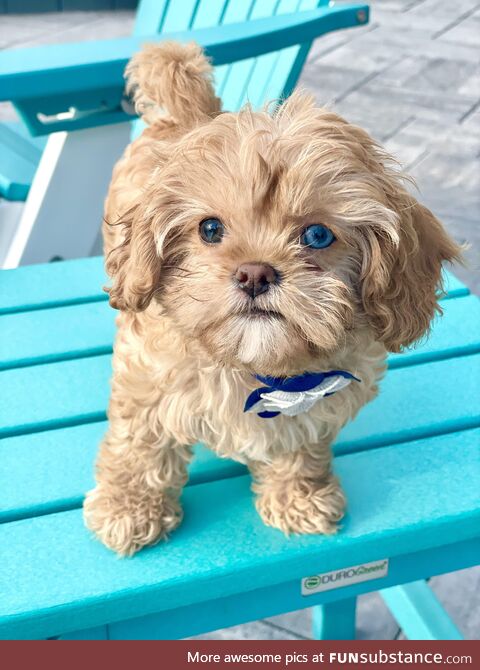 [OC] Meet Koda, our new 8 week old Cavapoo
