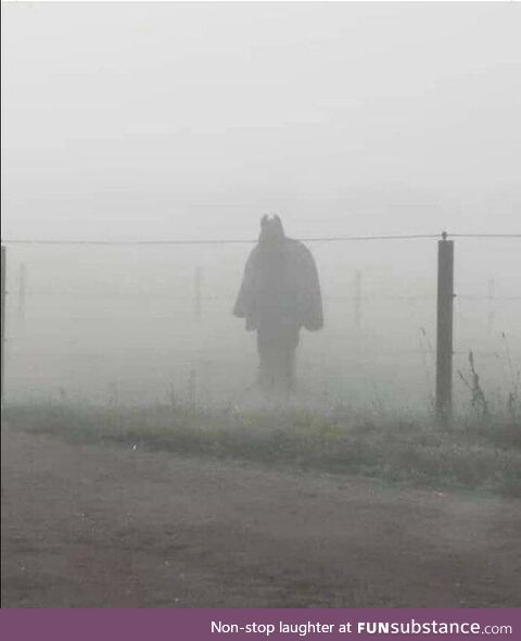 This horse looks like Batman standing in the fog