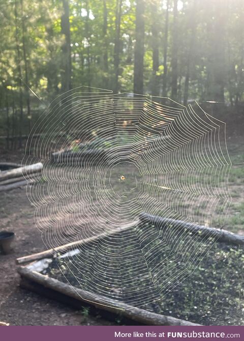 Caught this beautiful picture of a trippy spiderweb today!