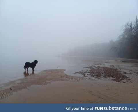 Man's best friend