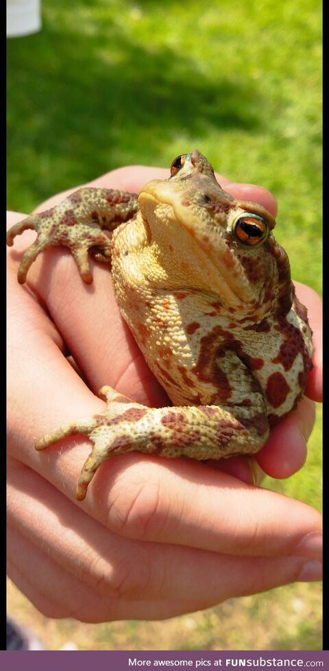 A frog