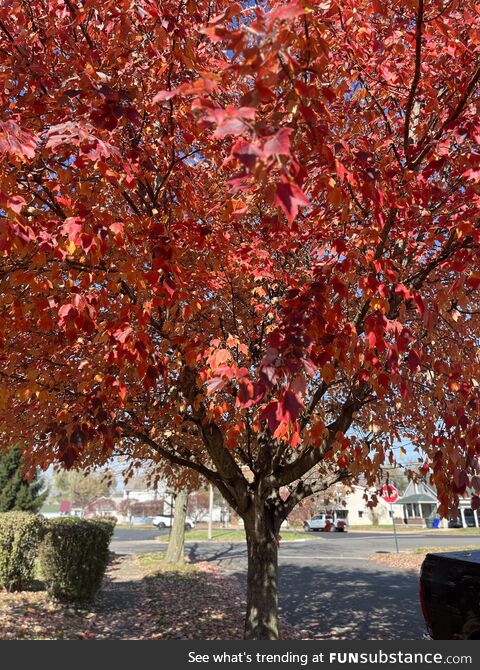 Just a pretty tree :)