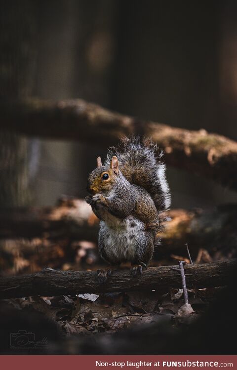 [OC] Didn't see any deer today, but I captured a ridiculously photogenic squirrel