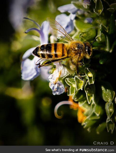 Honey bee in Southern California in the winter [oc]