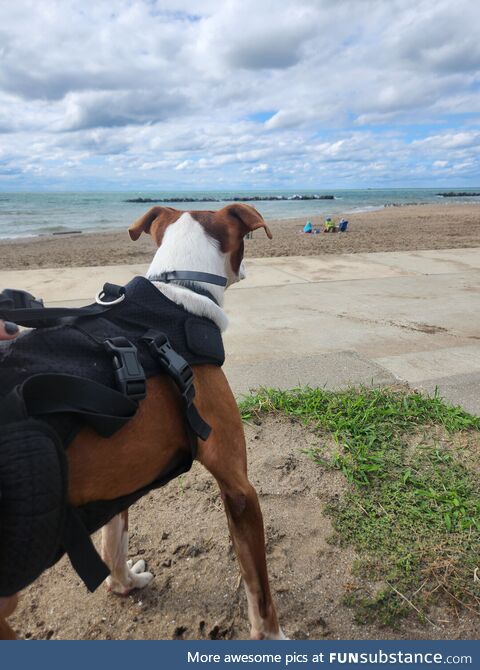I drove my special needs dog 3 hours to the lake to dig in the sand, he stood up to watch