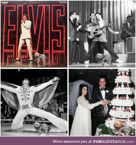 Elvis’s best friend was Harvey the crazy yorkie. He was with him through thick and thin