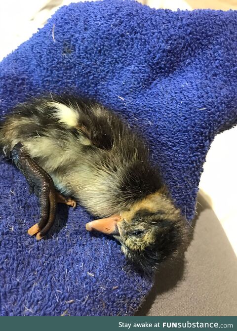 [OC] our family had a new arrival join us today