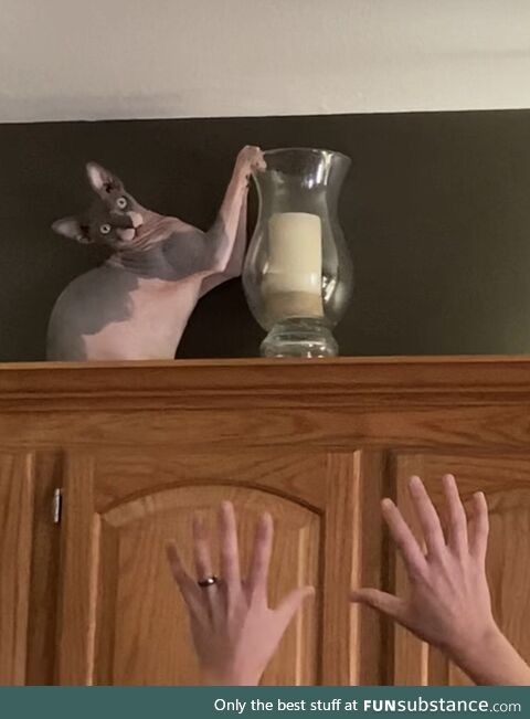 Our cat learned how to get on top of the cabinets.