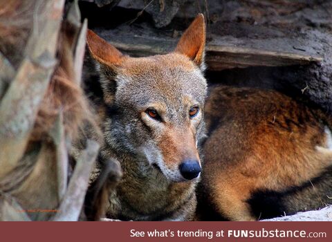 [oc] red wolf