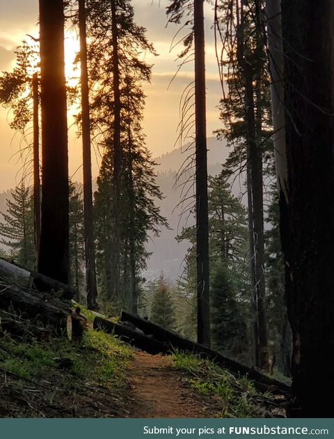 Solitude in Sequoia National Park, CA [OC]