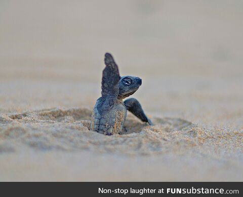 The Undertaker turtle says Hiiiii