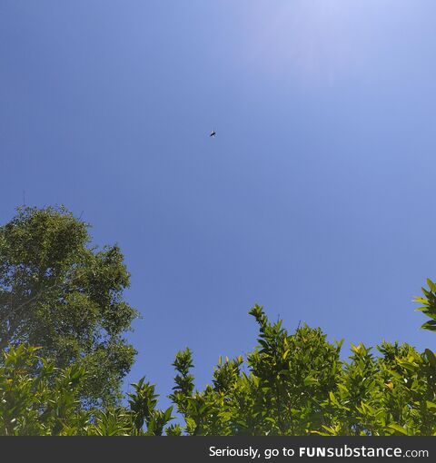 (oc) hummingbird