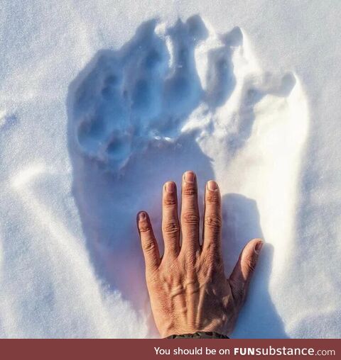 Polar bear paw vs human hand size comparison