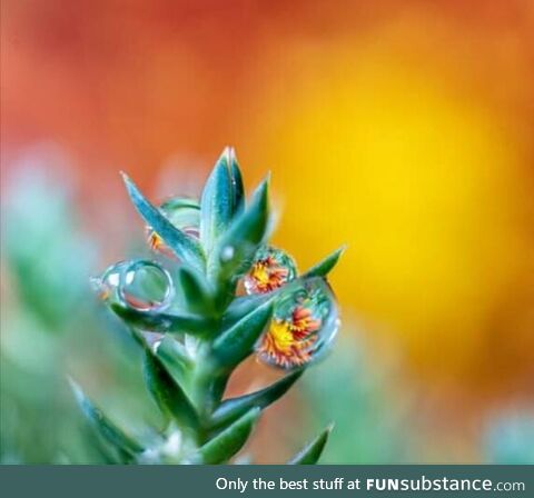 The reflection of a flower on this water, droplet