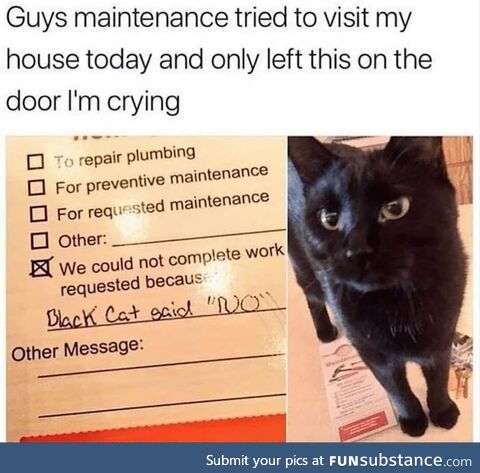 Black cat said no