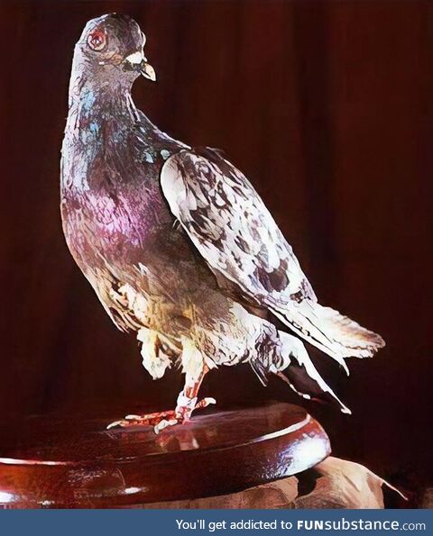 This pigeon delivered a message from a trapped battalion of soldiers in WW1 saving nearly