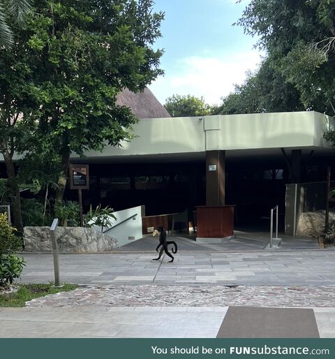 Monkey on his way to work