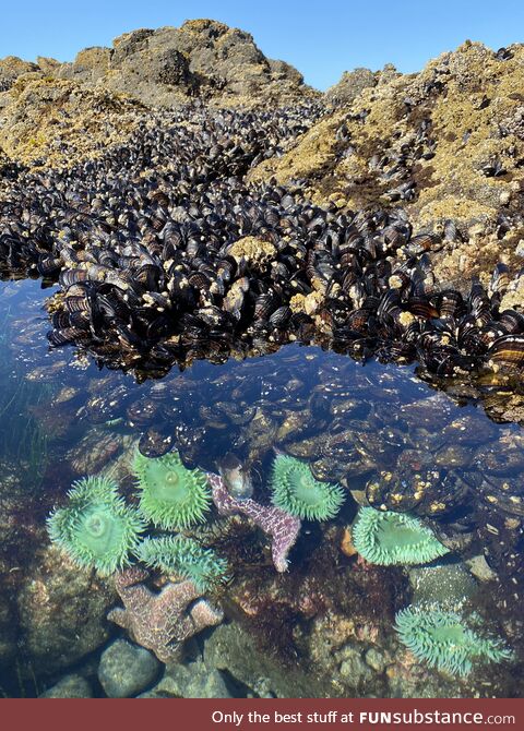 Tide pool on the coast of Oregon