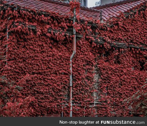 Nature complementing the house