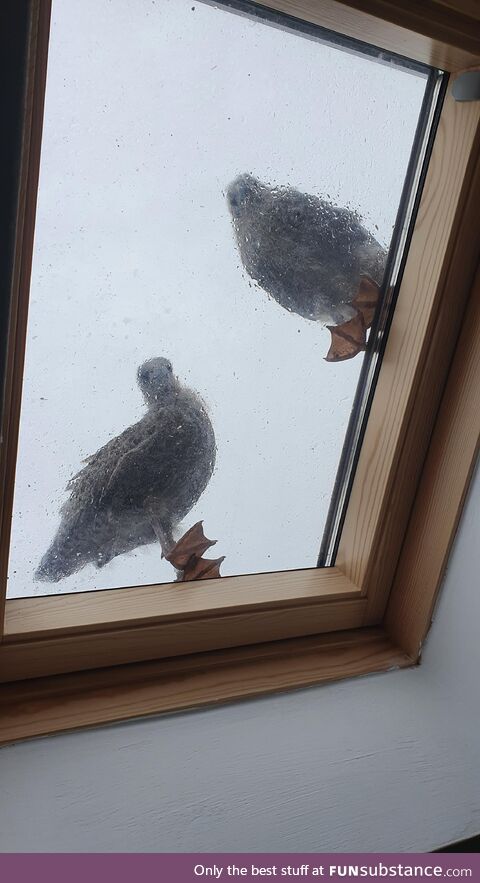 Two curious baby seagulls (OC)