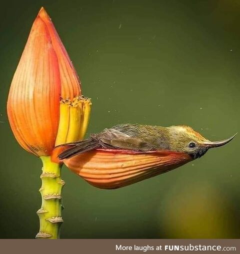 Bird resting on flower