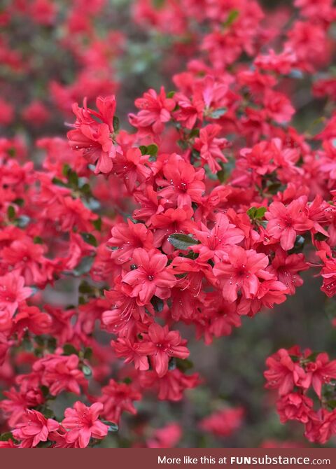 [OC] a recent azalea picture from the botanical gardens