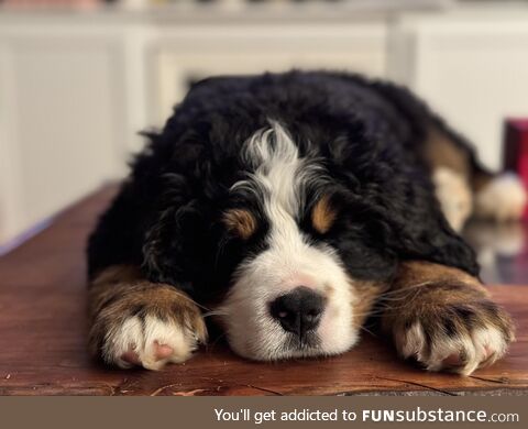 Our new pupper sleeping on the coffee table. His name is Hugo