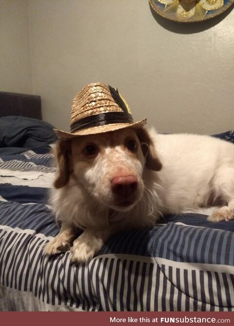 Porkchop says hello