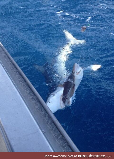 Shark that gets hooked is eaten by a bigger shark