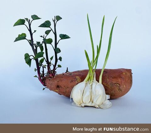 [OC] The forgotten sweet potato and garlic that kept growing