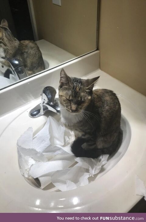 Less Trump, more cats