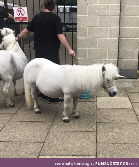 Met a real life unicorn in Scotland