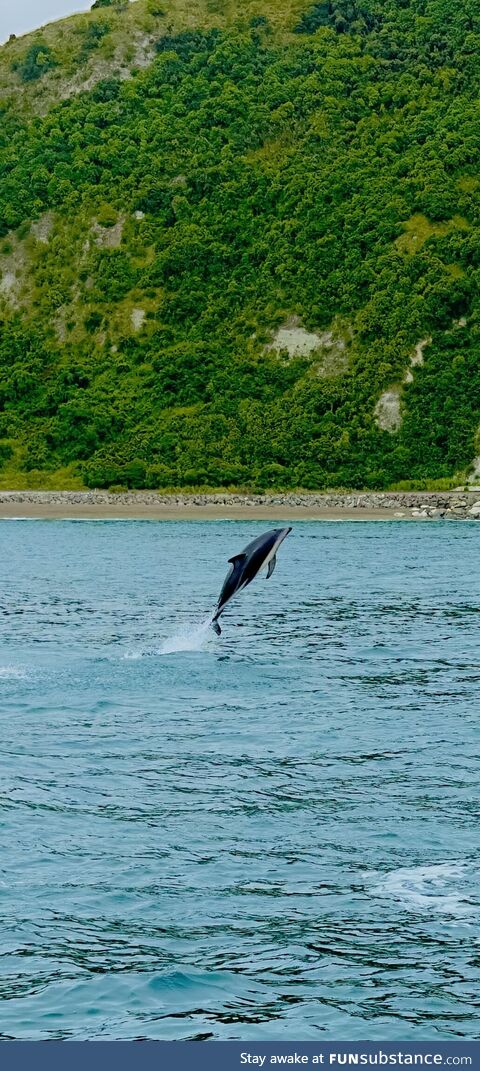 Went dolphin watching in New Zealand, caught this amazing shot!