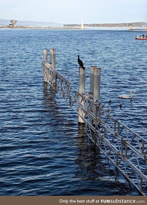 The seagulls are ready at the starting block