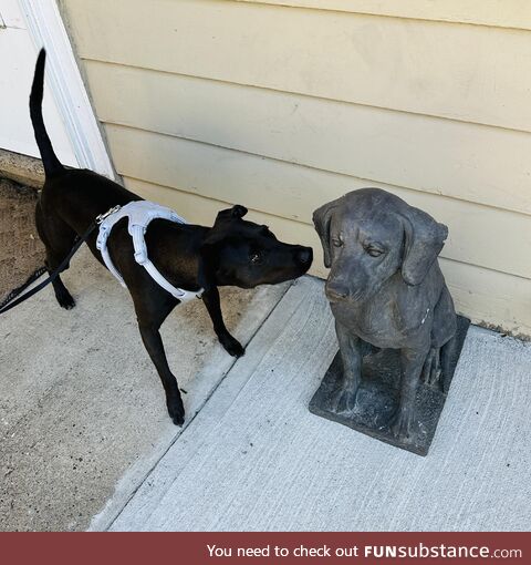 Dog conference, Yardley, PA, USA