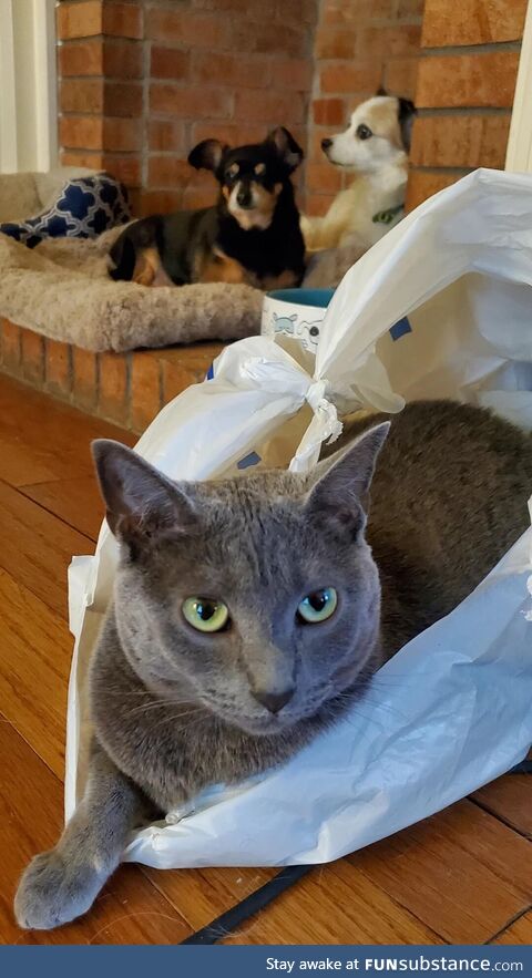 The whole gang